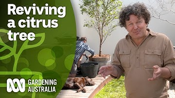 How to revive an unhealthy citrus tree | DIY Garden Projects | Gardening Australia