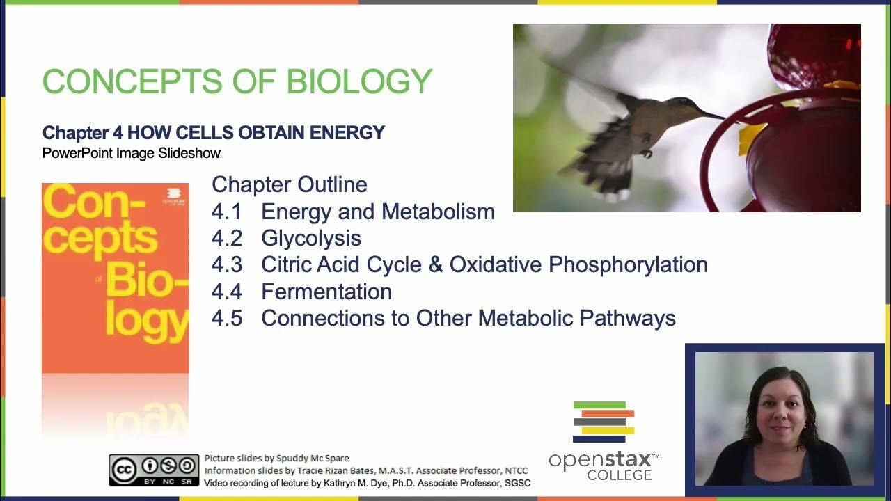 Openstax concepts of biology chapter 4 getting started youtube
