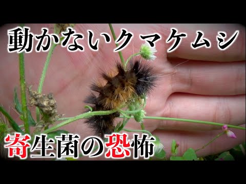 Viewer discretion advised] A parasitic fungus that