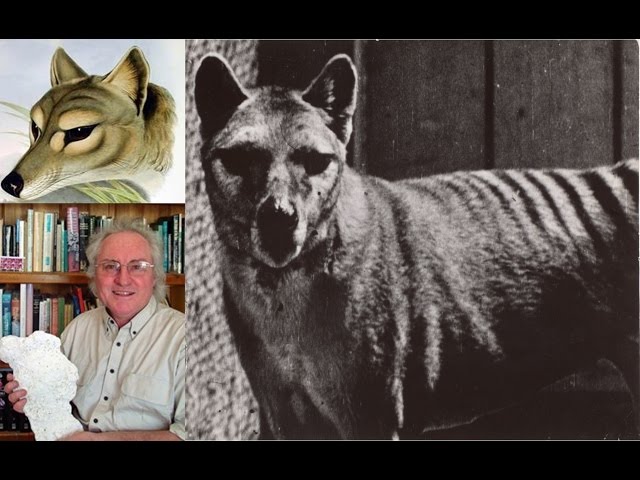 Thylacines/Tasmanian Tigers in Northern New South Wales - Gary Opit class=