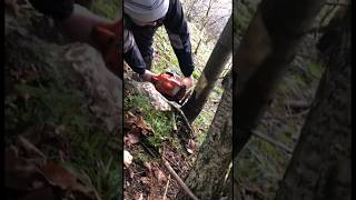 Бензопила HUSQVARNA - 142 валка дерева
