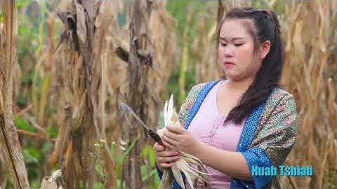 Ntais pov kws nplaum los pub qaib