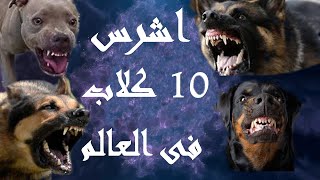 اشرس 10 كلاب فى العالم