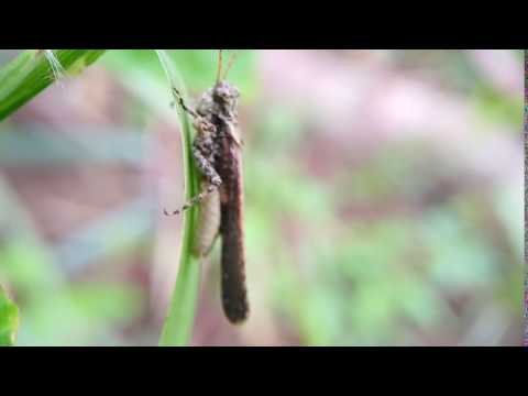 My First Insect Macro Video