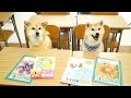 柴犬だいふくの学校へ行こう！〜1時間目さんすう〜 [ Shibainu Daifuku is in the class room ]