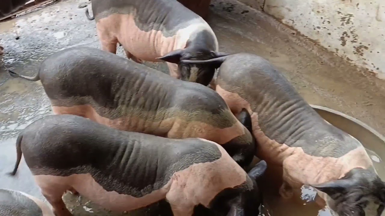 Pig Slaughter - Pigs are getting less and less valuable