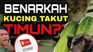 KUCING JUMPA TIMUN? APA KUCING BUAT KALAU JUMPA TIMUN