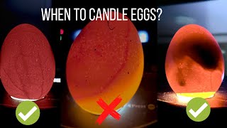 When to Candle Chicken Eggs | What is a Red Ring?