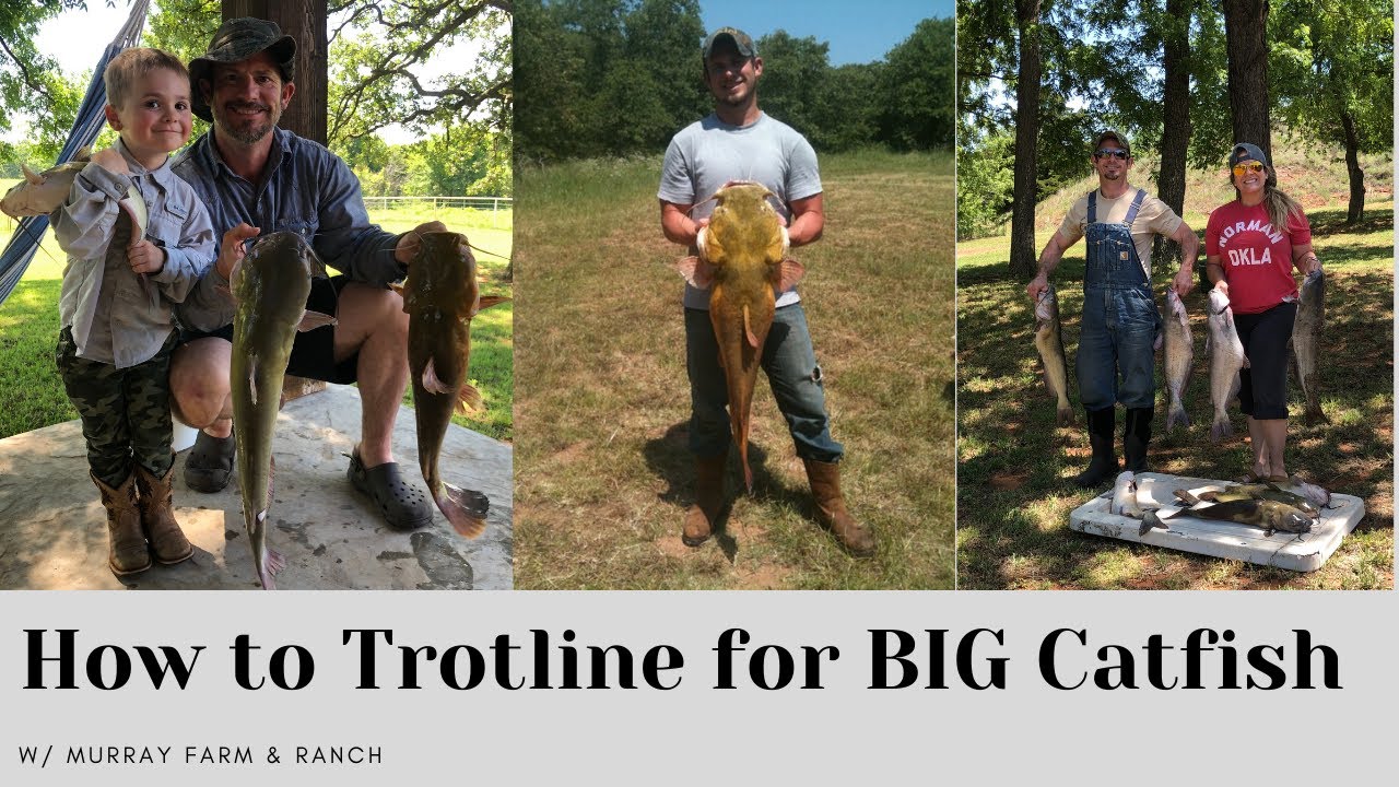Catching CATFISH and a HUGE SNAPPING TURTLE on a Trotline! How to