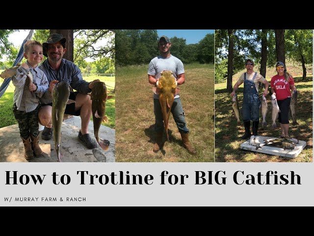 How to Trotline for BIG Catfish w/ Murray Farm & Ranch 