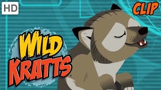 Wild Kratts  Howling Wolves