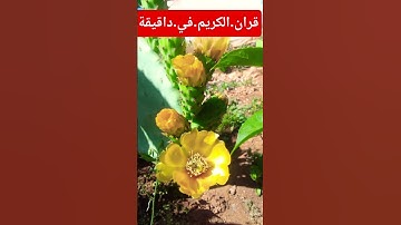 سورة.النحل.علاء.عقل #القرءان #القرآن #اكسبلور #nature #quran #flowers #duet #لايك #ترند #المصحف #في