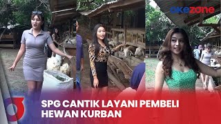 Unik! SPG Cantik Ini Mendongkrak Penjualan Kambing Kurban di Bantul