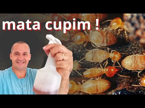 Como matar cupim