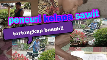 pencuri kelapa sawit tertangkap basah!!!!