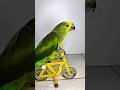 BTS Cycling parrot #parrot #birds #cute #animals #cyclist #pets #cycling #bike #papagaio #loro
