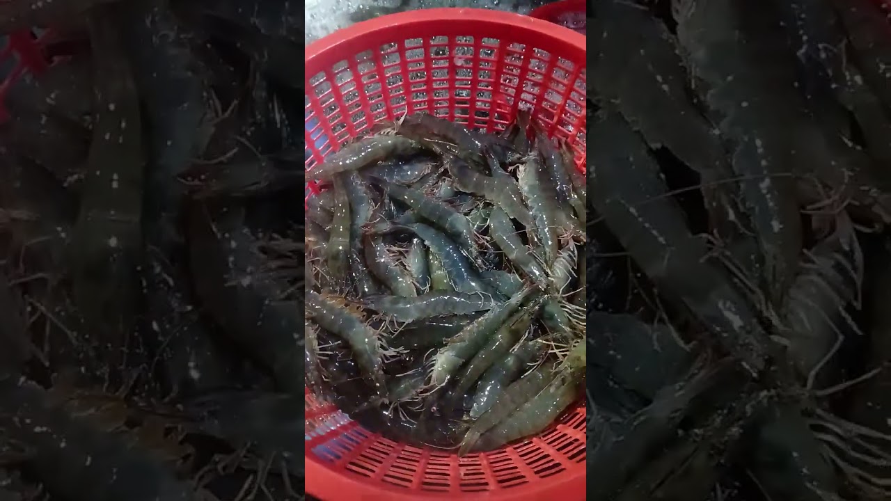 Cuộc sống mưu sinh 365 YouTube nguyên Thanh tiktokshop thanh nguyên7 shopee 