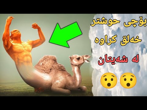 بۆچی حوشتر لە شەیتان خەلق کراوە زانیاری شۆککەر ببیستە