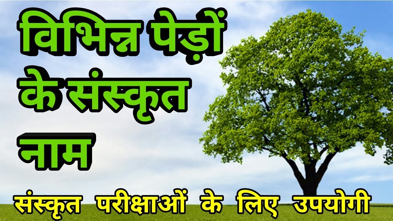 tree essay in sanskrit