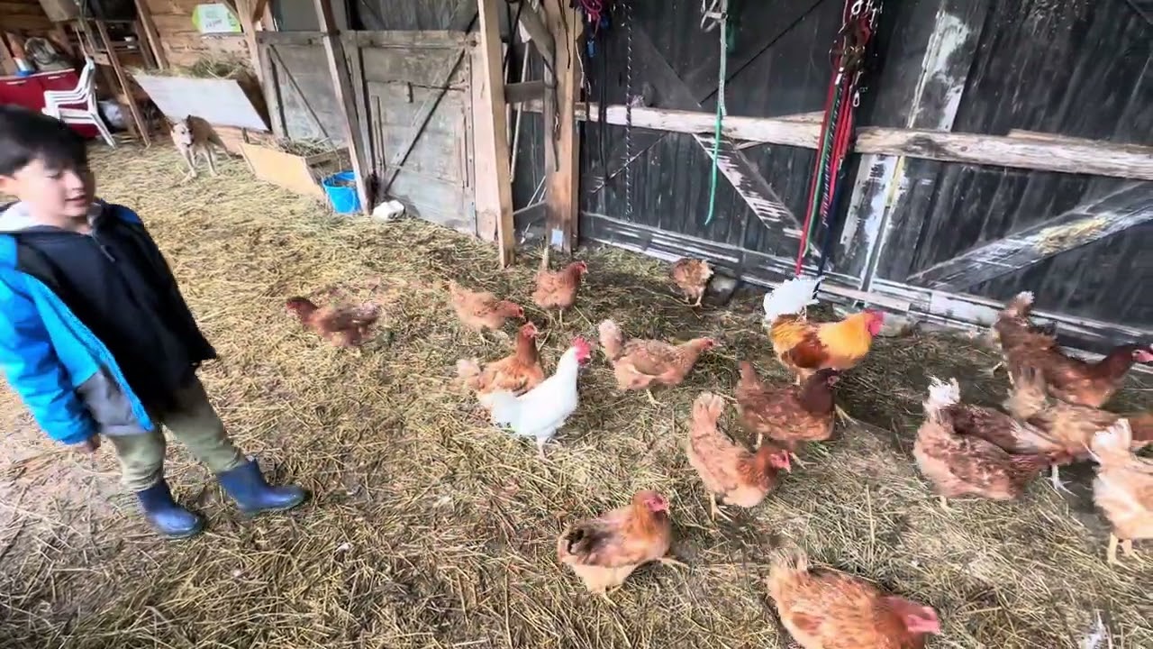 Nouvelles poulettes et combat de coq 🐓