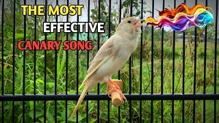 The Best Song to Train Your Canary to Sing Beautifully‼️ Belgian Canary Song🐦