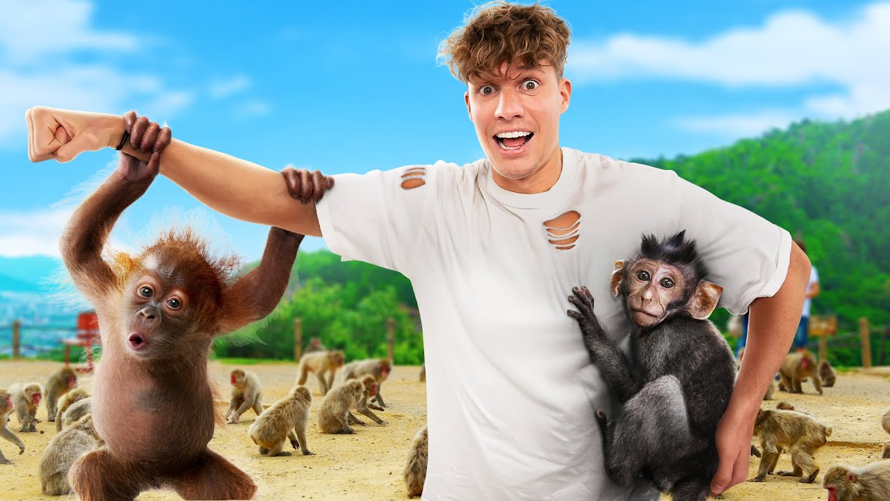 Ich gehe in einen Affenpark