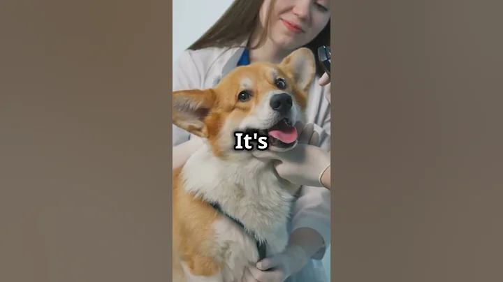 Watch the video about #PetCareGuide #PetObedienceCare #PetTrainingLove #HappyFurFriends #PetLoveForever