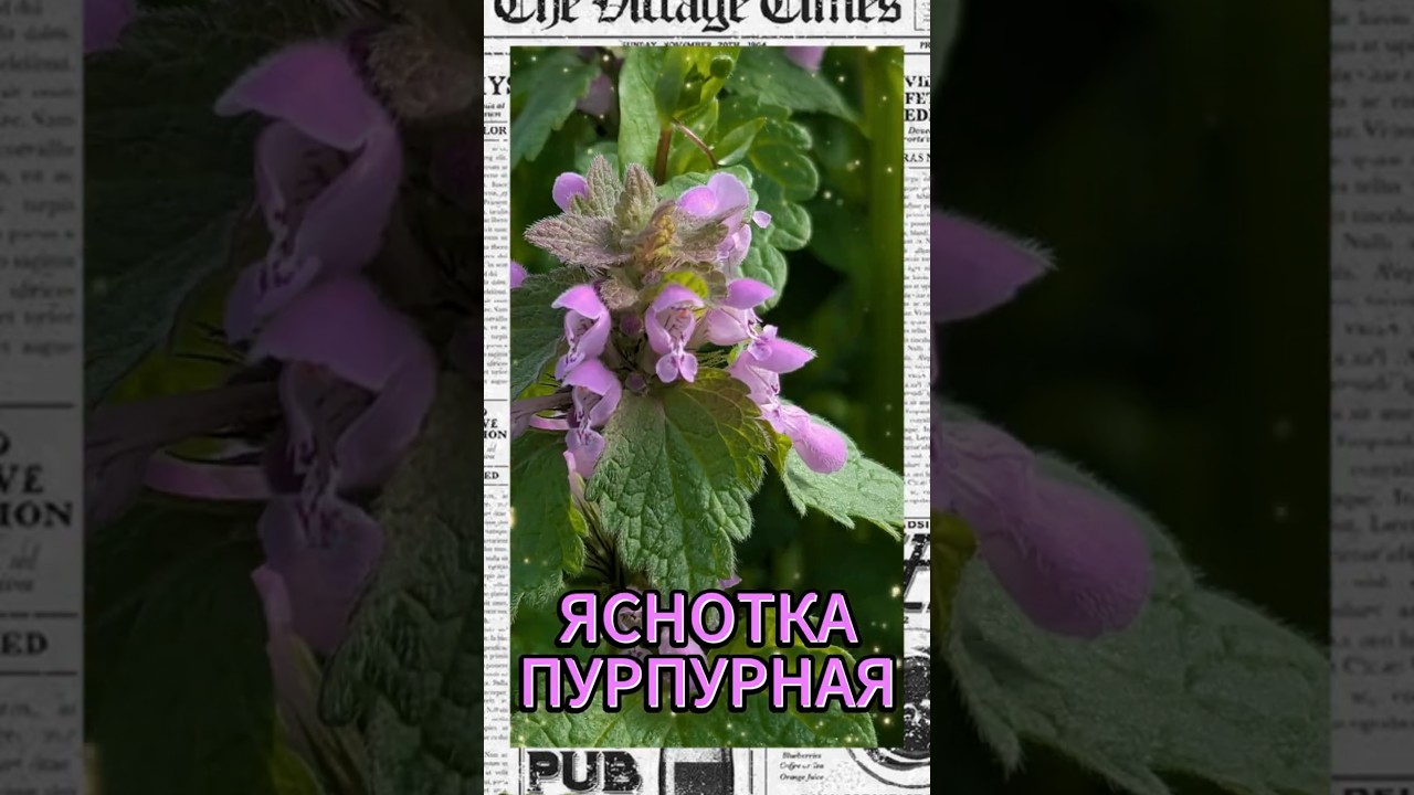 Чудо-урожай в апреле! Яснотка пурпурная в грядке ЛАДиМИРа: польза для здоровья и красоты!