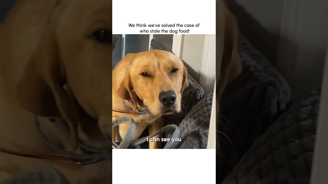 Hilarious Guilty Dog Gets Caught Stealing Food 