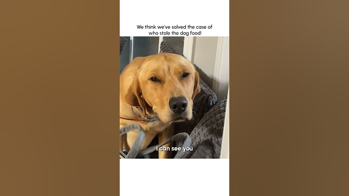 Hilarious Guilty Dog Gets Caught Stealing Food!