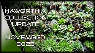 Haworthia Collection Update Tour | November 2023 | #Cactus & #Succulent Collection