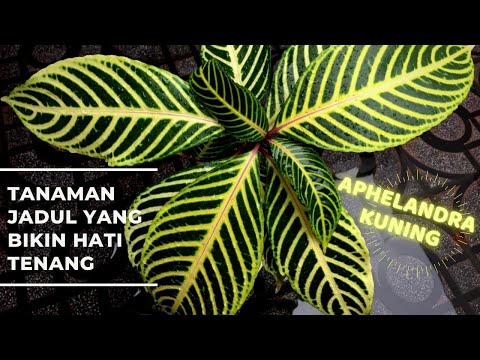 Video: Calathea Zebra Plant Care - Tips Menanam Tanaman Zebra Dalam Ruangan