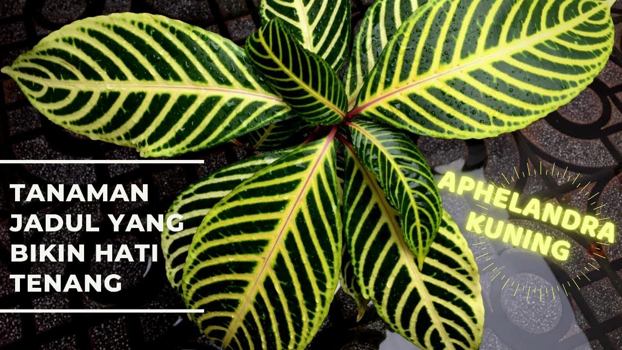 All About Yellow Aphelandra | Zebra Plant Care #koleksi_kebuncilik