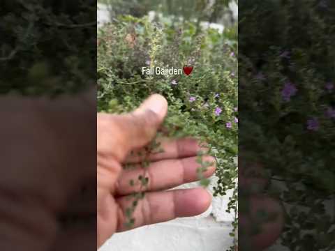Fall Garden