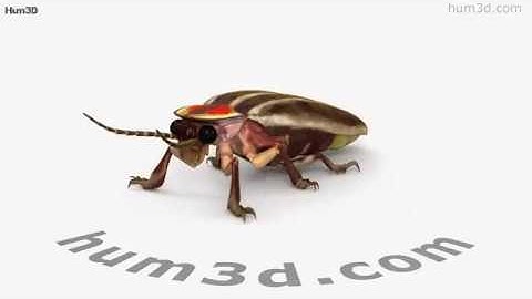 Firefly 3D model by 3DModels.org