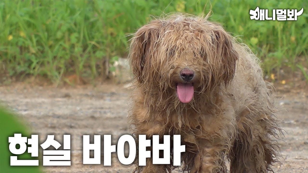 현실판 바야바 공사장에 출몰?ㅣReal Life Bayaba In A Construction Site? - YouTube