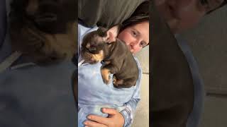 Dogs Companionship And Love For Their Owners