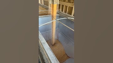 Filling Timpte Hopper Bottom With Corn #trailer #harvest #corn #semi #peterbilt #kenworth #soybean