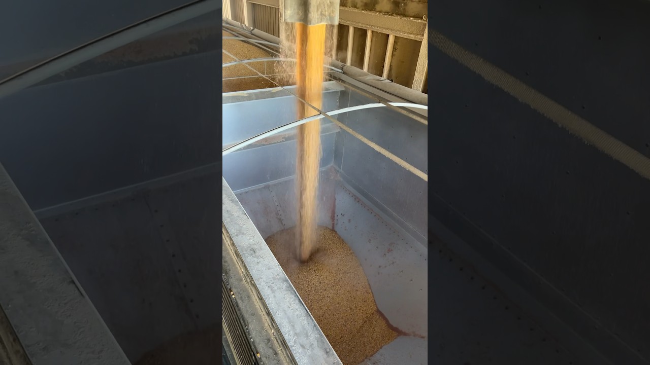 Filling Timpte Hopper Bottom With Corn 
