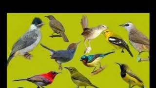 suara pikat terbaru burung kecil terjepit