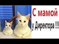 Лютые приколы. КОТ У ДИРЕКТОРА!!! Самое смешное видео! Засмеялся проиграл! – Domi Show!