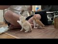満腹になると急に静かになる子猫達