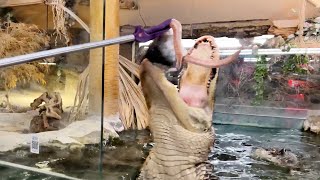 Crazy Alligator Sushi Feeding Frenzy!