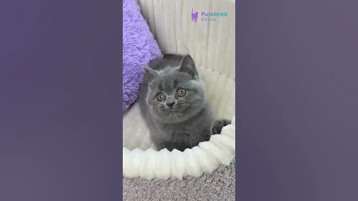 Watch the video about Meet Yama