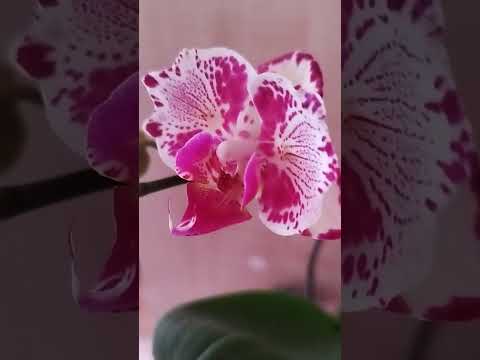 Орхидея бабочка 'Мадонна'