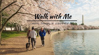 Walking through Cherry Blossoms in Peak Bloom | Washington, D.C. [4K HDR]