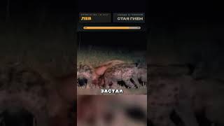 Чем закончилась охота льва на королев гиен? #природа #животные