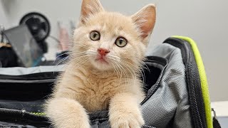The newest rescue kitten goes to the vet for a check-up!