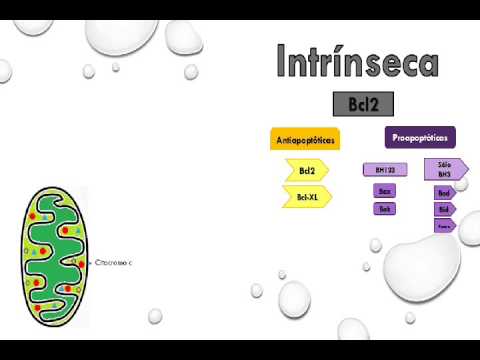 Vídeo: Silenciador De ARN Líder Empalmado (SLS): Una Vía De Muerte Celular Programada En Trypanosoma Brucei Que Se Induce Al Estrés ER