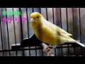 井上陽水 カナリア (cover)